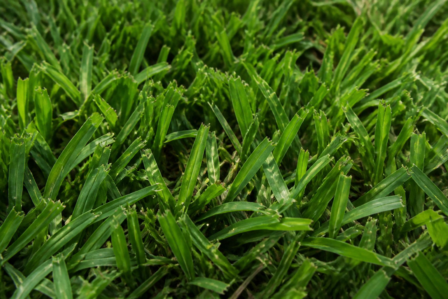 Close-up of lush, broad-blade St. Augustine grass