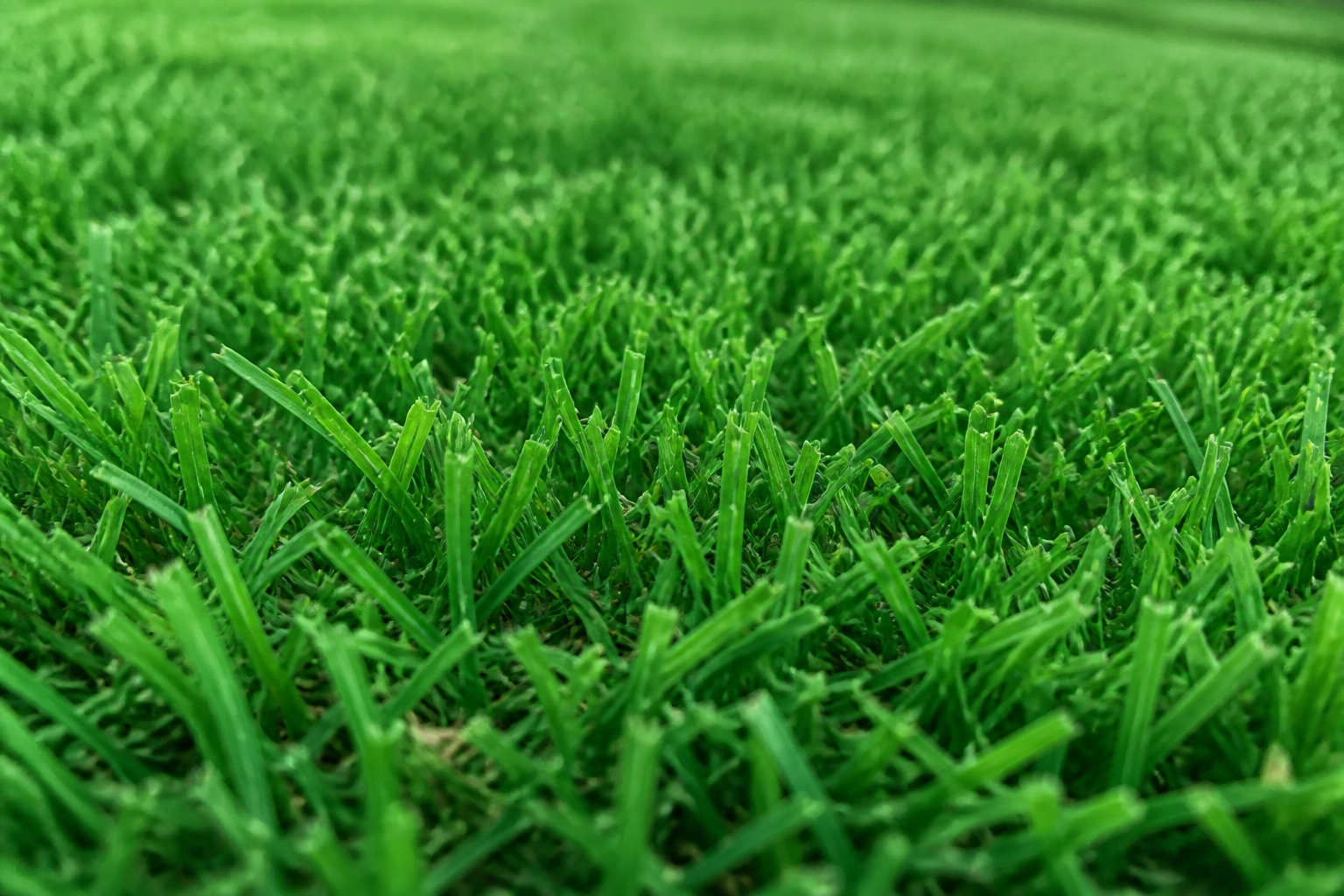 Close-up of dense, soft Zoysia grass turf